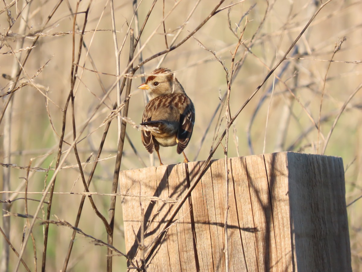 Бруант білобровий - ML646957306