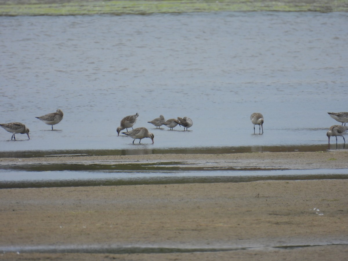 コオバシギ - ML646957308