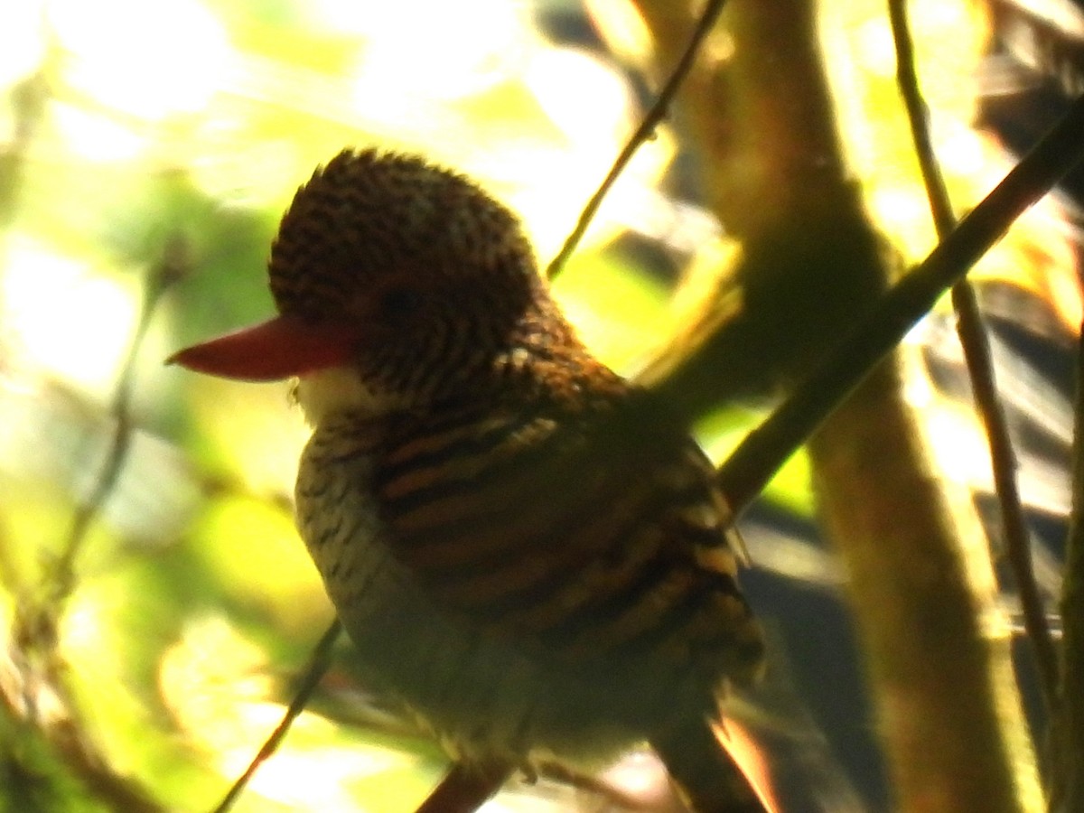 Banded Kingfisher (Banded) - ML646957312