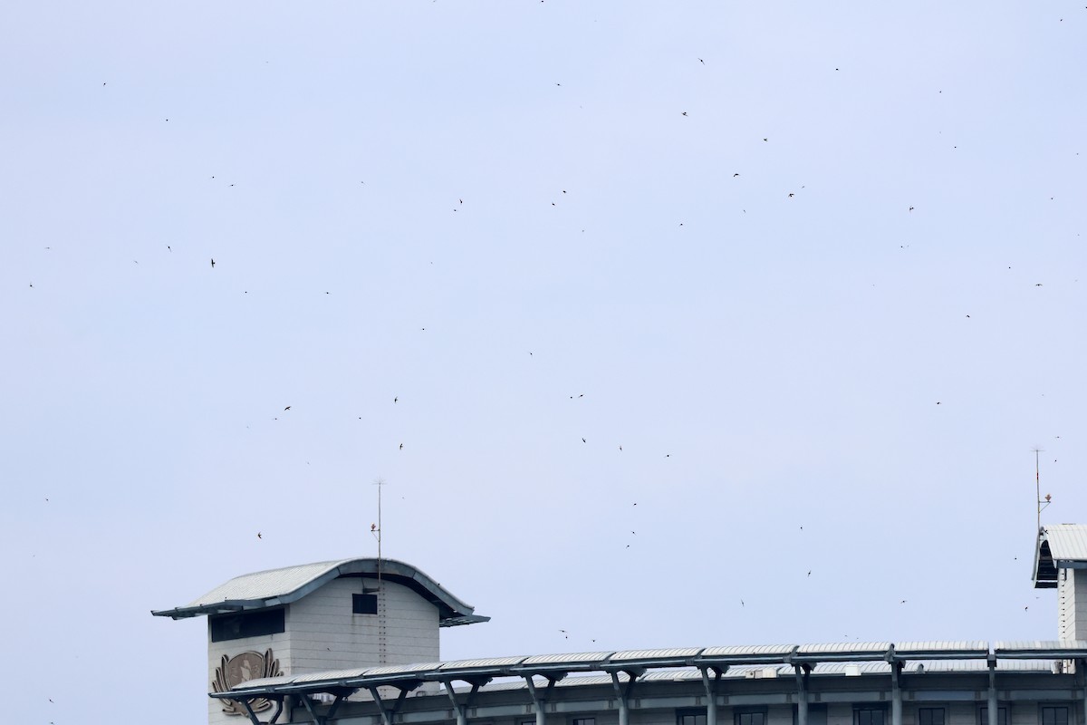 Martinet malais - ML646957313