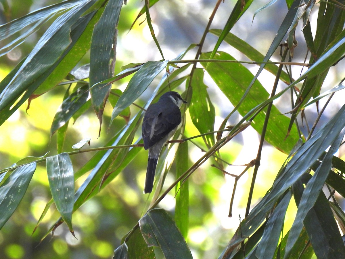 Brown-rumped Minivet - ML646957325