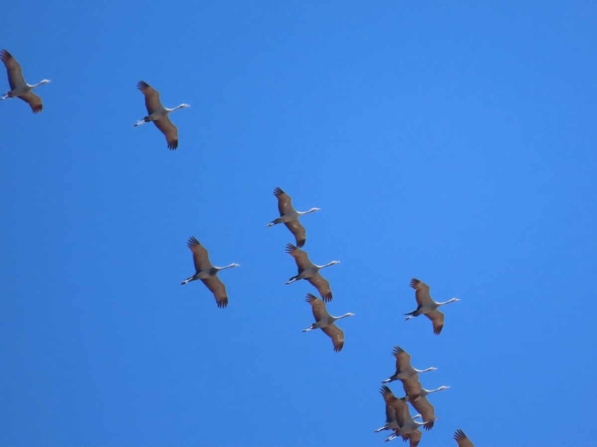 Blue Crane - ML646957334