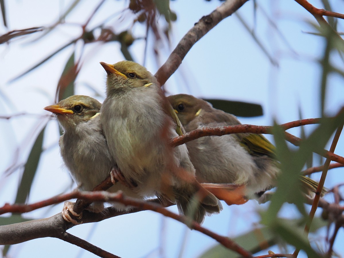 Yellow-plumed Honeyeater - ML646957335
