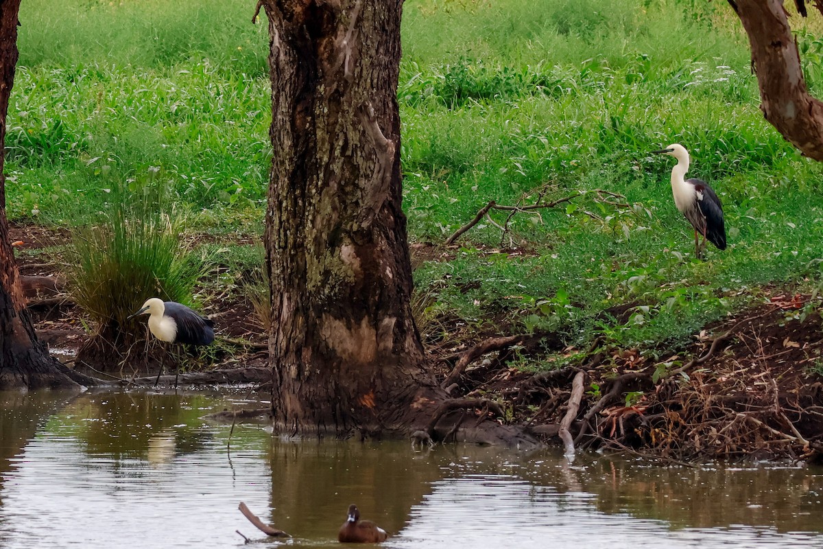 hvithodehegre - ML646957336