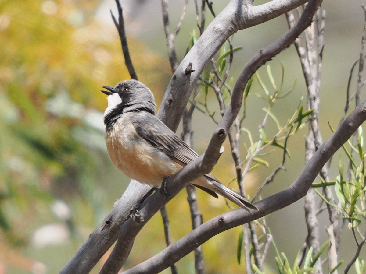 Rufous Whistler - ML646957337