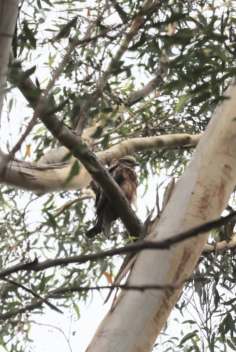 Square-tailed Kite - ML646957338