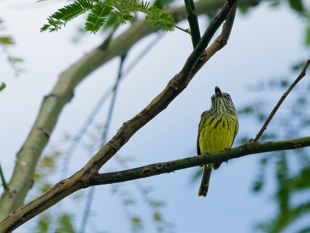 Пятнистый тоди-мухолов - ML646957346