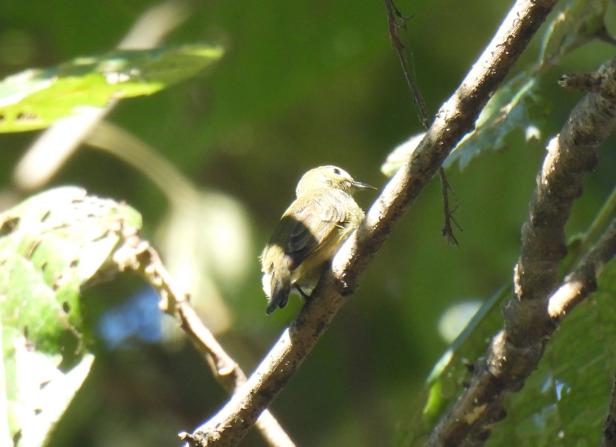 Plain Flowerpecker - ML646957351