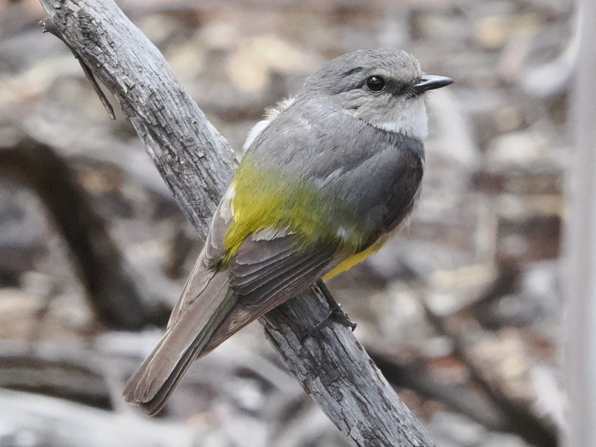 Western Yellow Robin - ML646957353