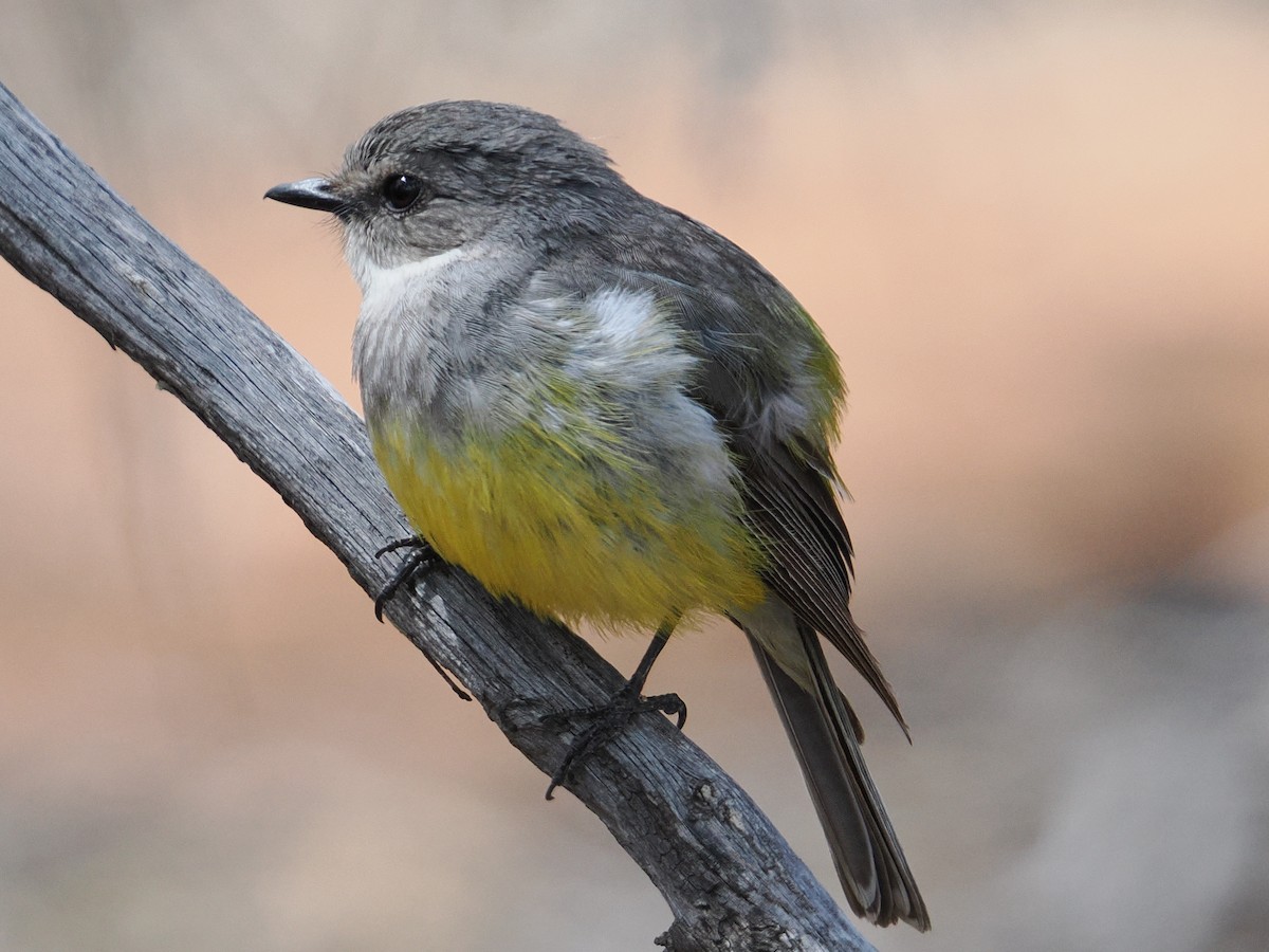 Western Yellow Robin - ML646957354