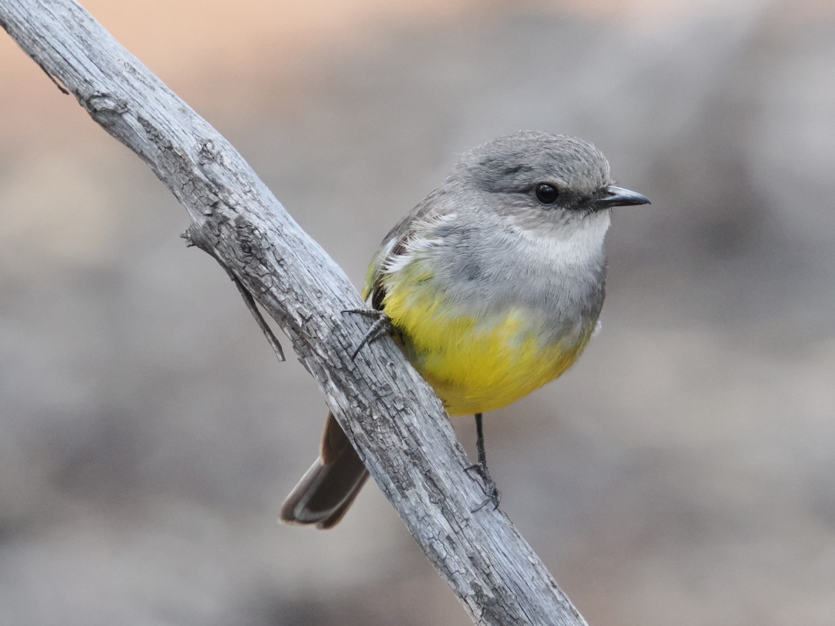 Western Yellow Robin - ML646957355