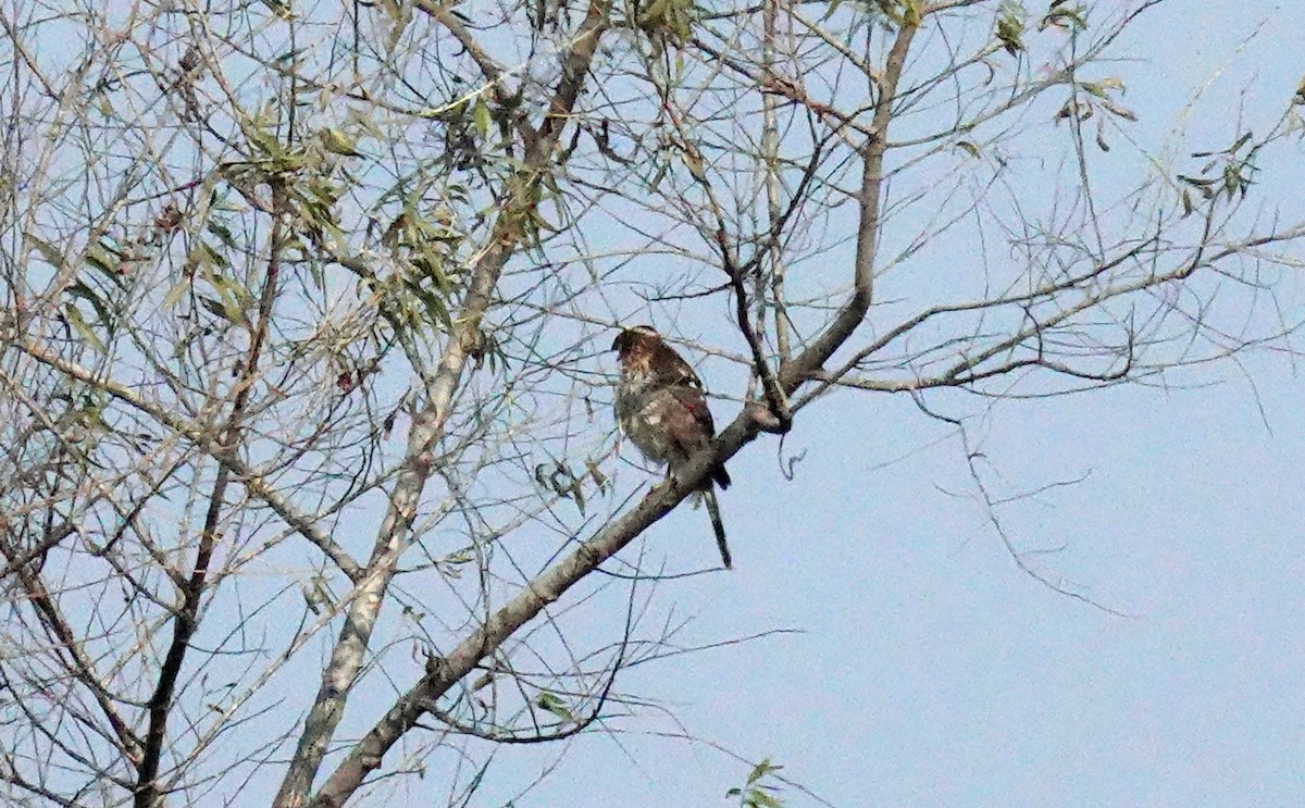 Cooper's Hawk - ML646957358