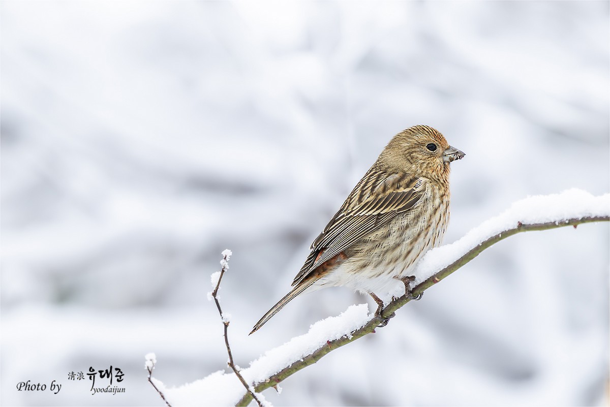 Pallas's Rosefinch - ML646957359