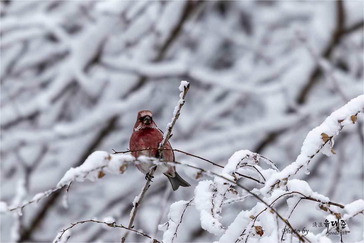 Pallas's Rosefinch - ML646957360