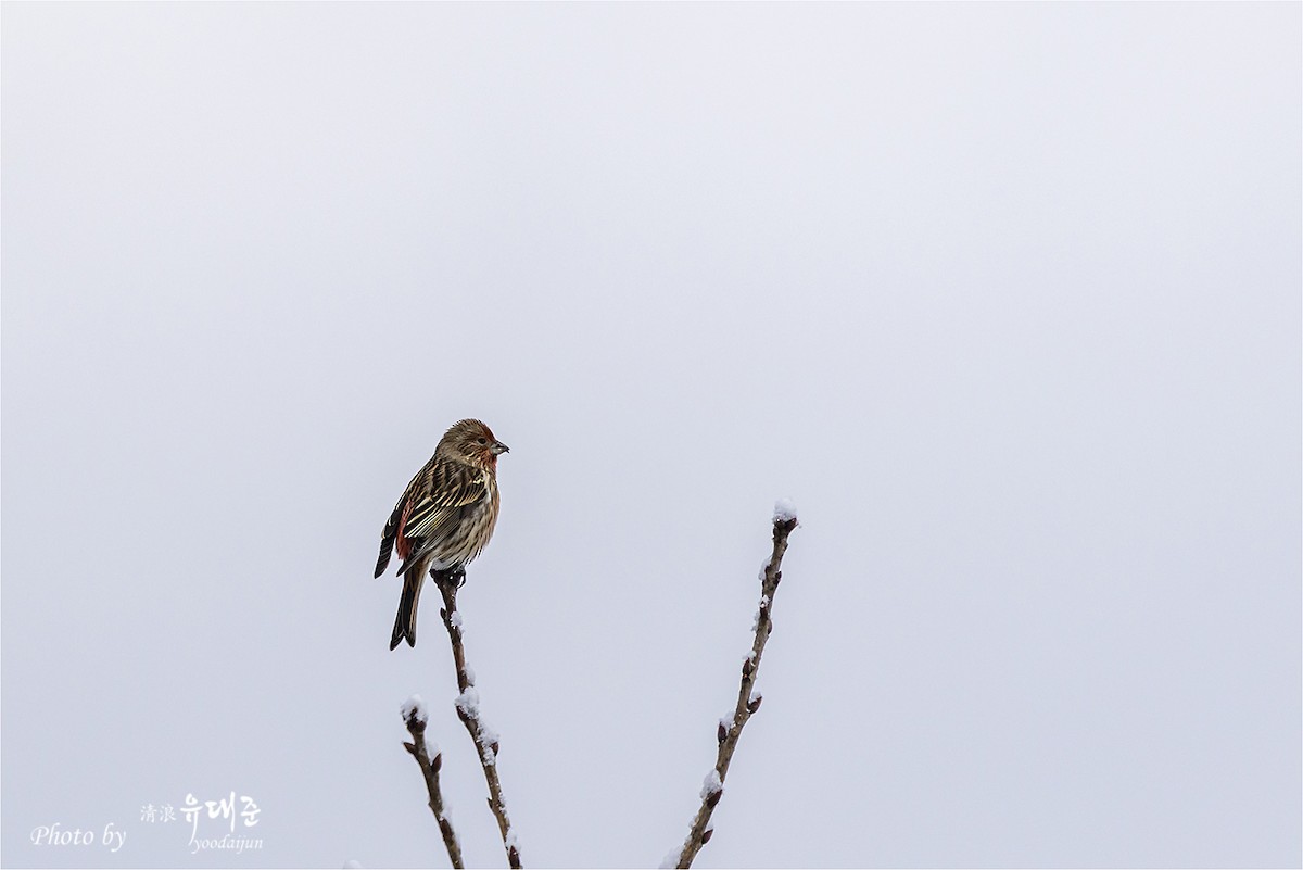 Pallas's Rosefinch - ML646957361