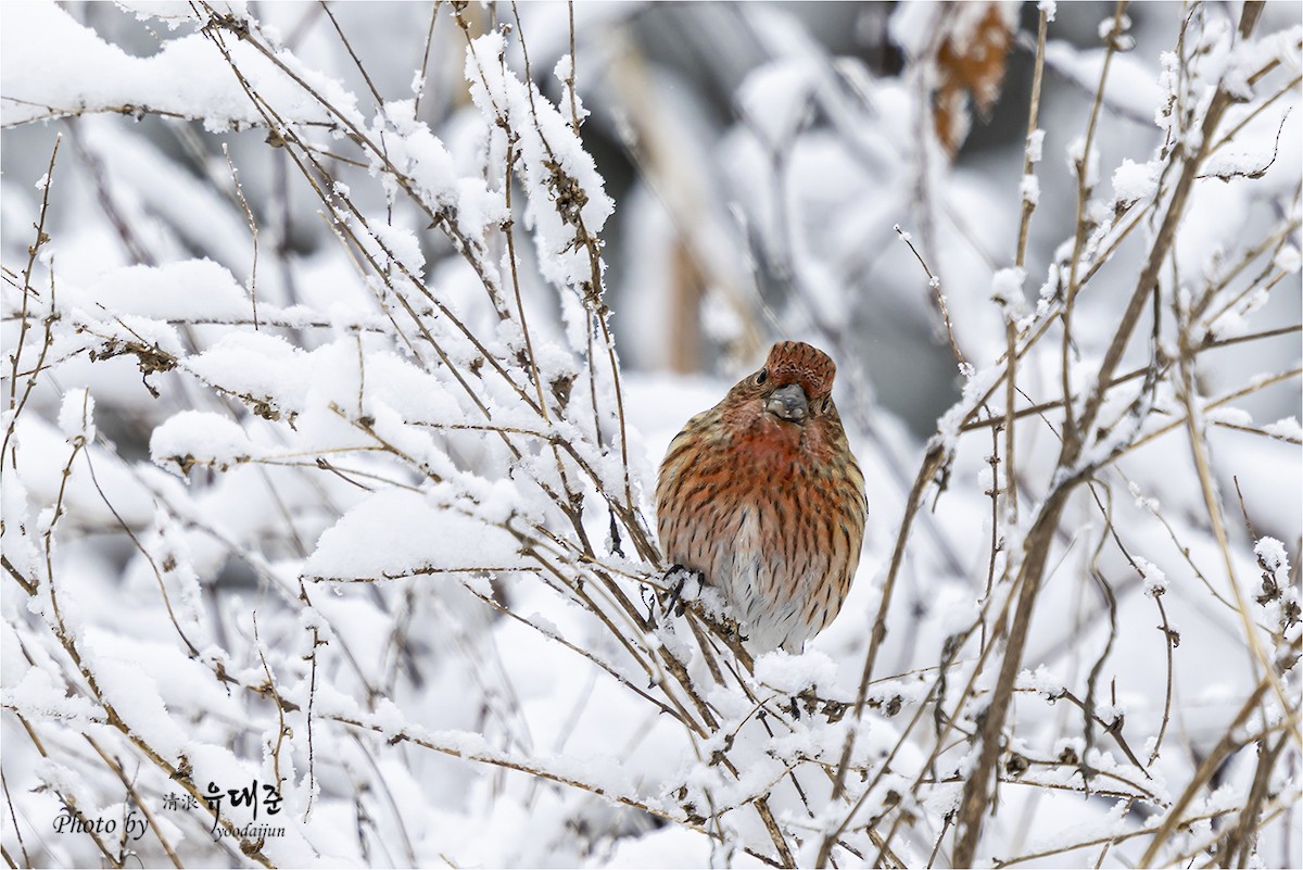 Pallas's Rosefinch - ML646957362