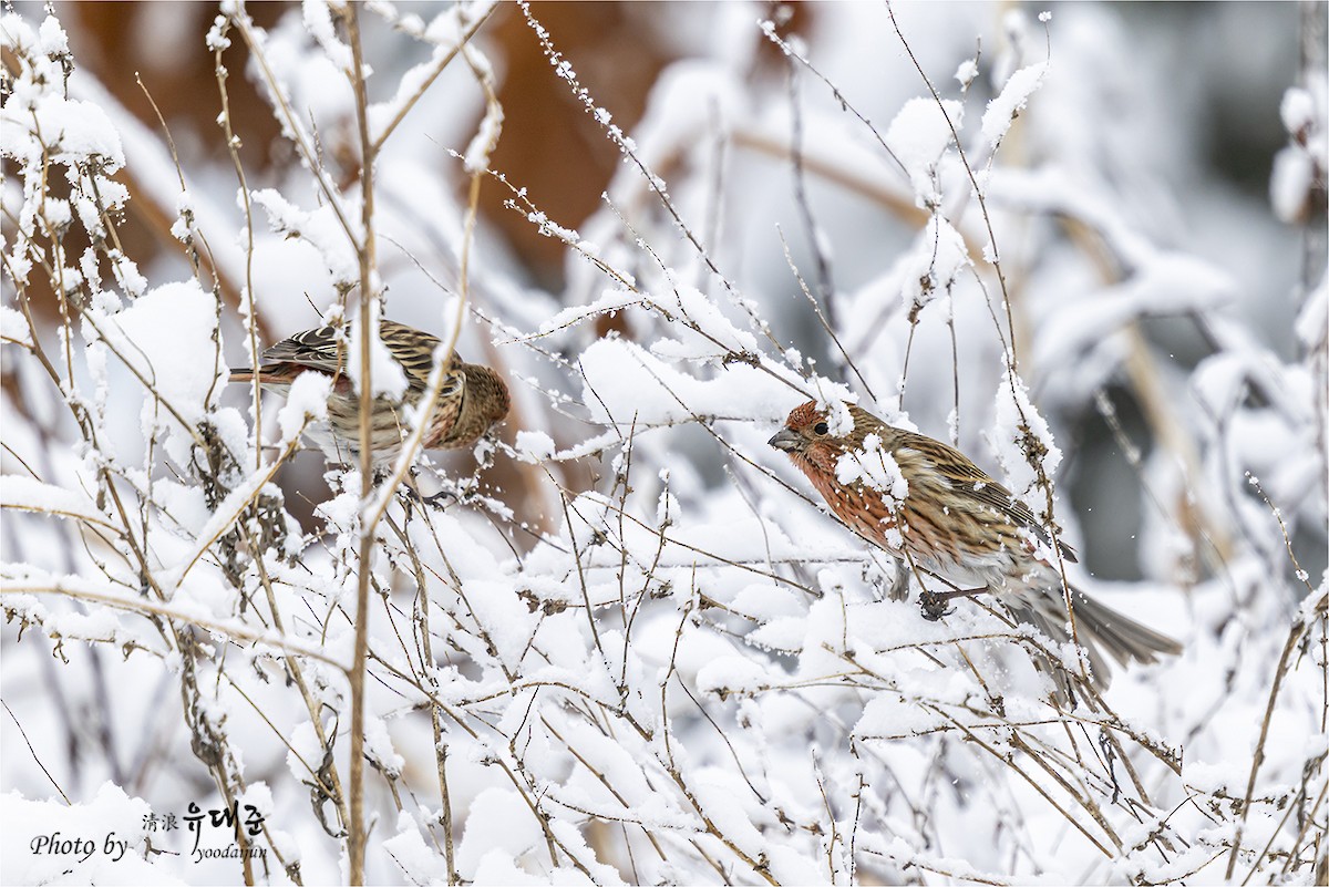 Pallas's Rosefinch - ML646957363