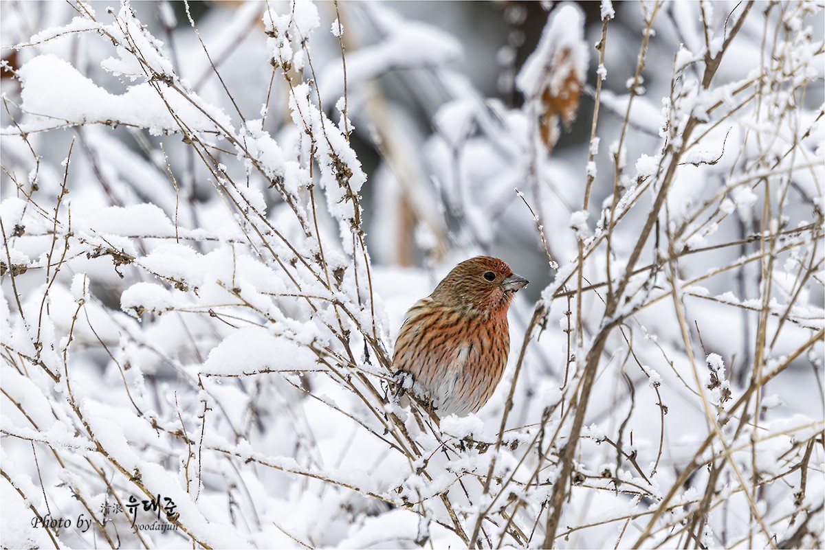 Pallas's Rosefinch - ML646957364