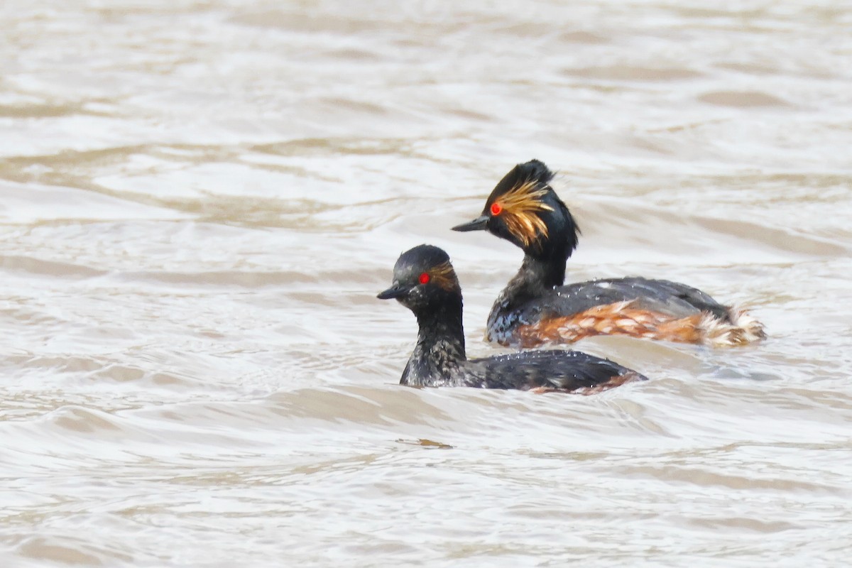 potápka černokrká - ML646957367