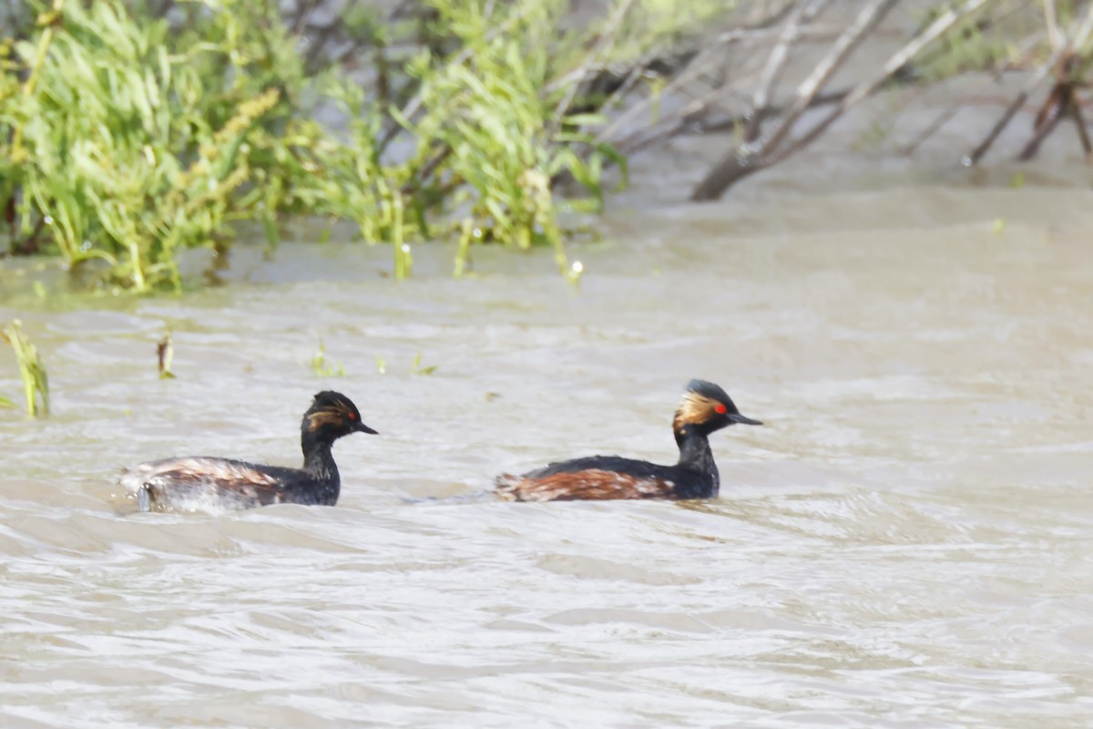 potápka černokrká - ML646957368