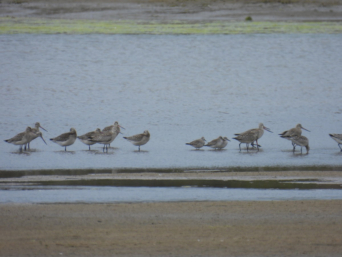 コオバシギ - ML646957369