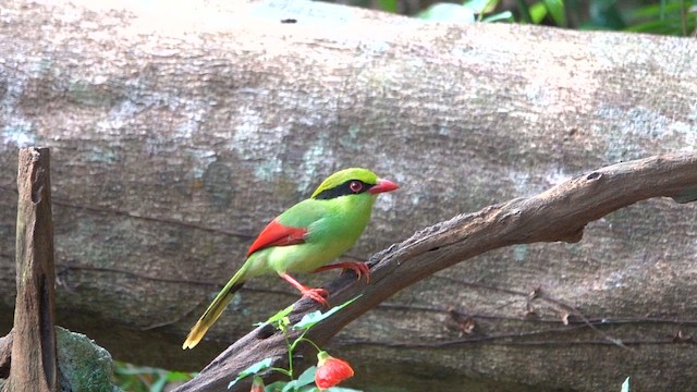 Indochinese Green-Magpie - ML646957372