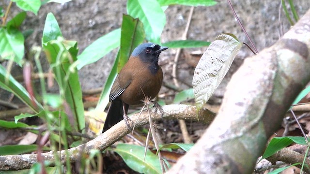 Black-throated Laughingthrush (Hainan) - ML646957374