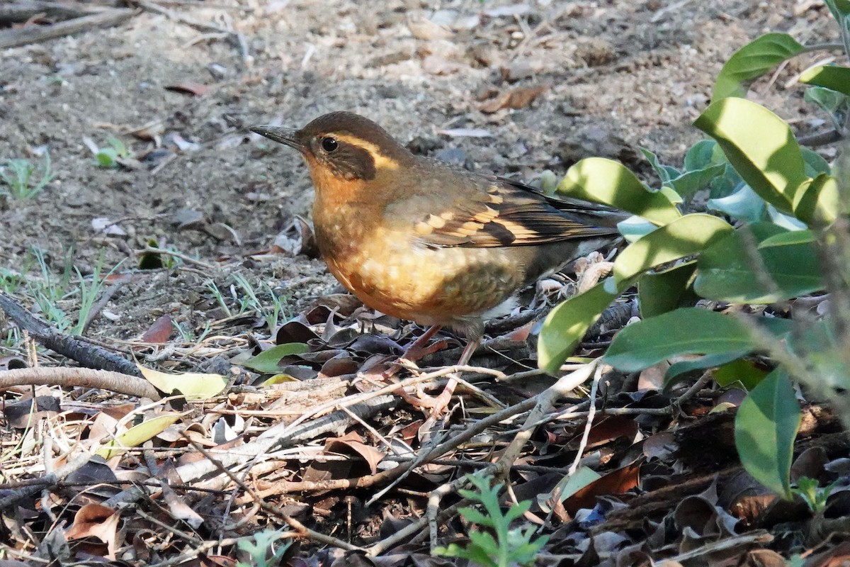 Varied Thrush - ML646957375