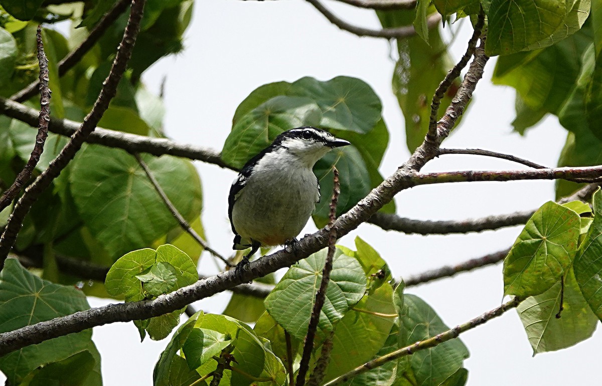 Varied Triller - ML646957383