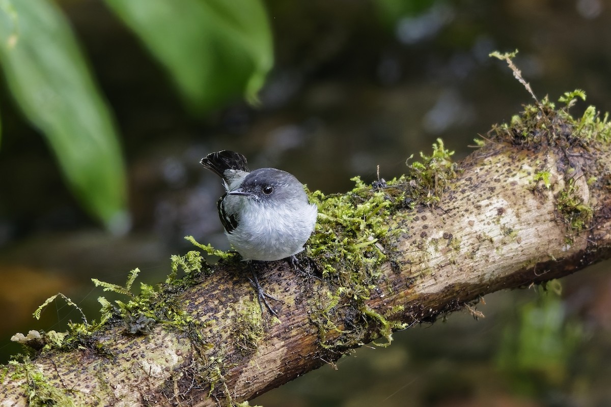 Torrent Tyrannulet - ML646957386