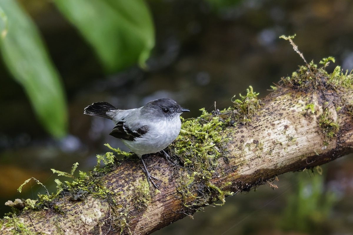 Torrent Tyrannulet - ML646957387