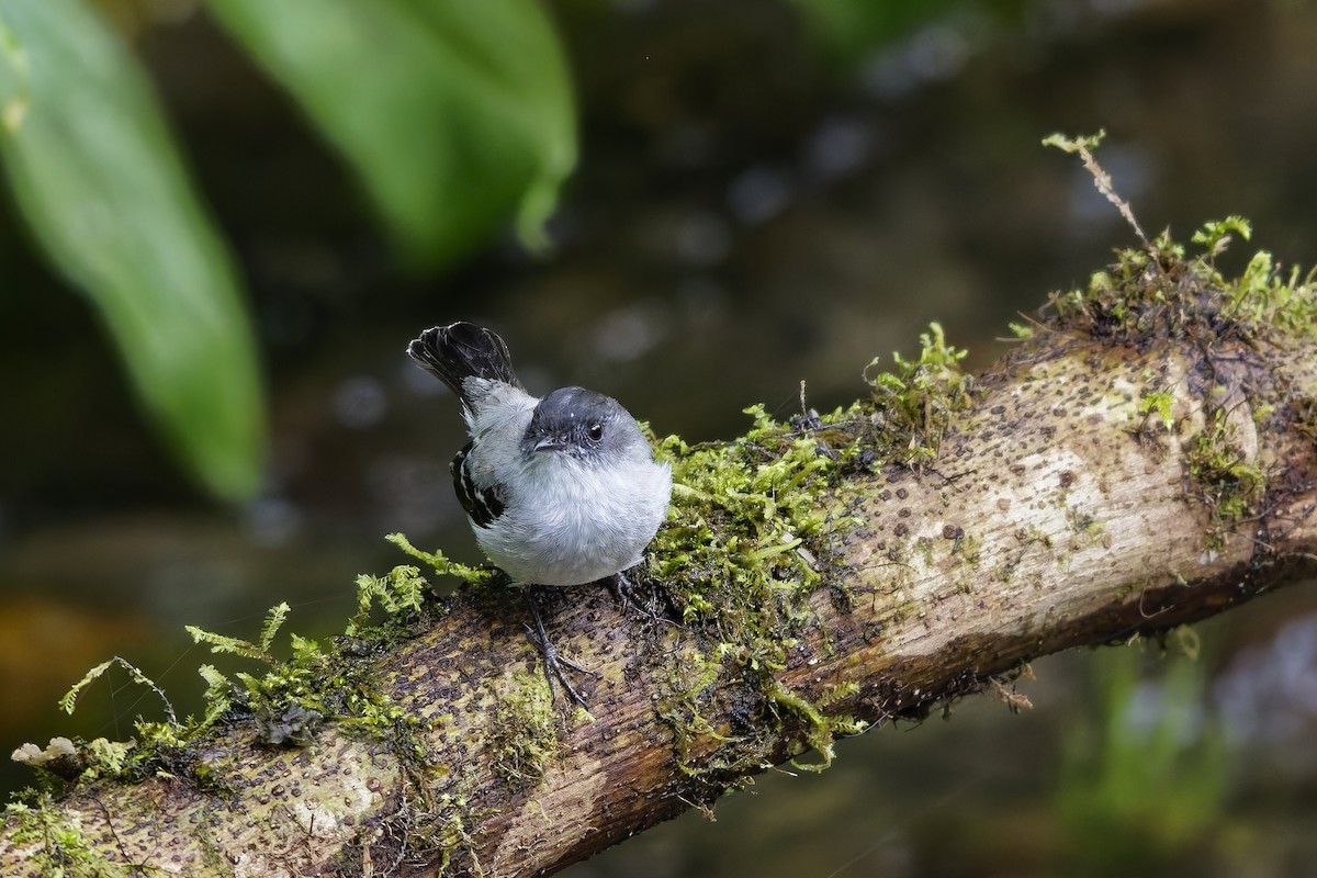 Torrent Tyrannulet - ML646957388