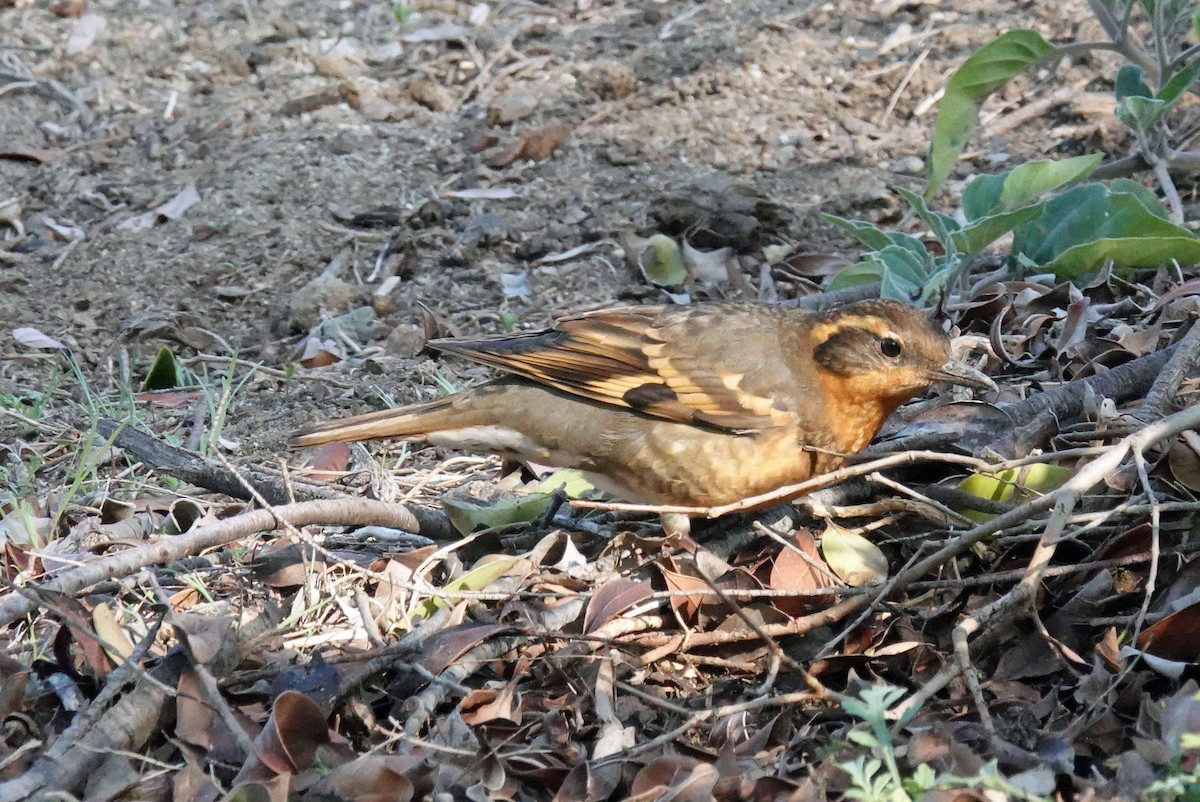 Varied Thrush - ML646957390