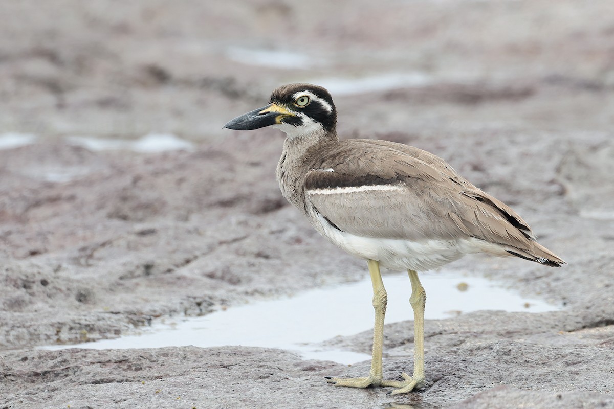 Лежень рифовий - ML646957402