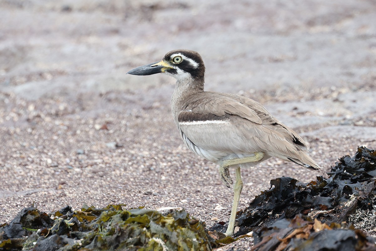 Лежень рифовий - ML646957404