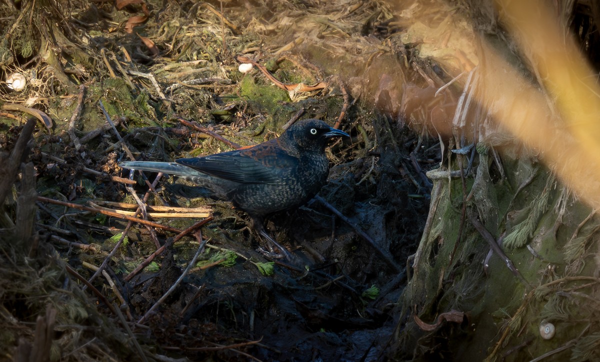 Rusty Blackbird - ML646957405