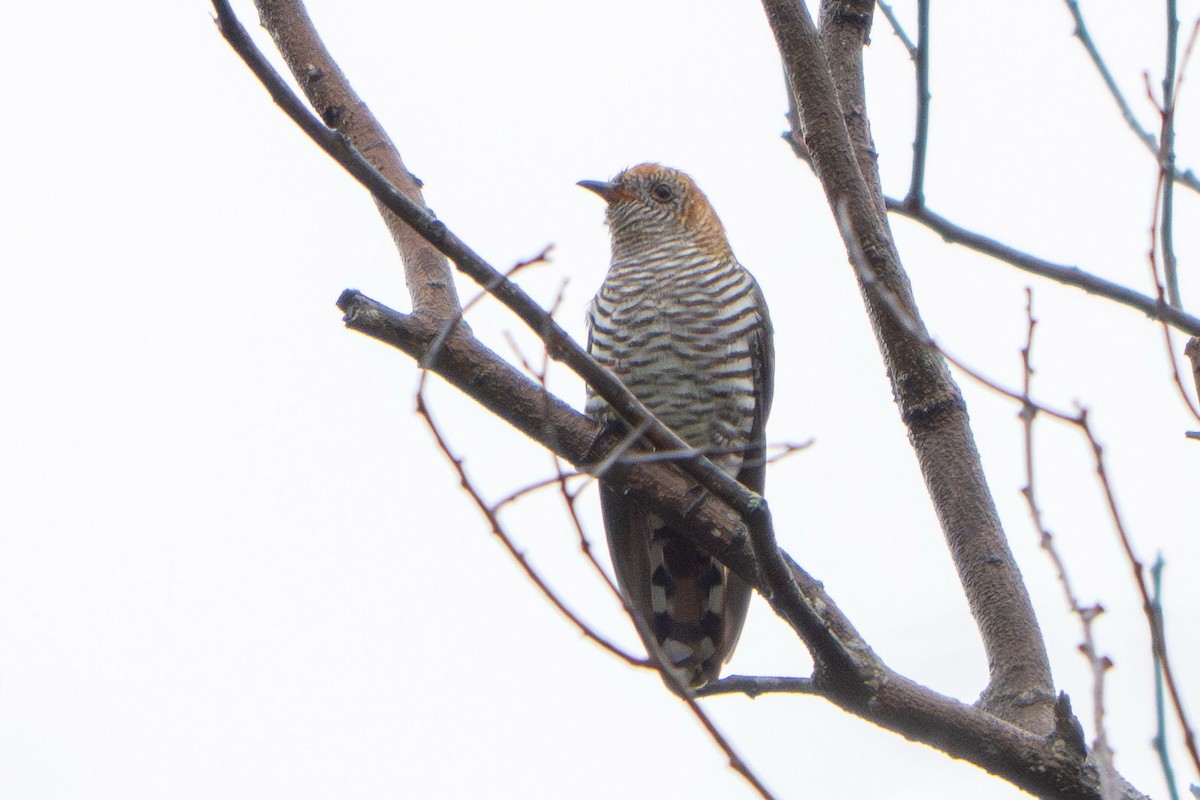 Asian Emerald Cuckoo - ML646957406