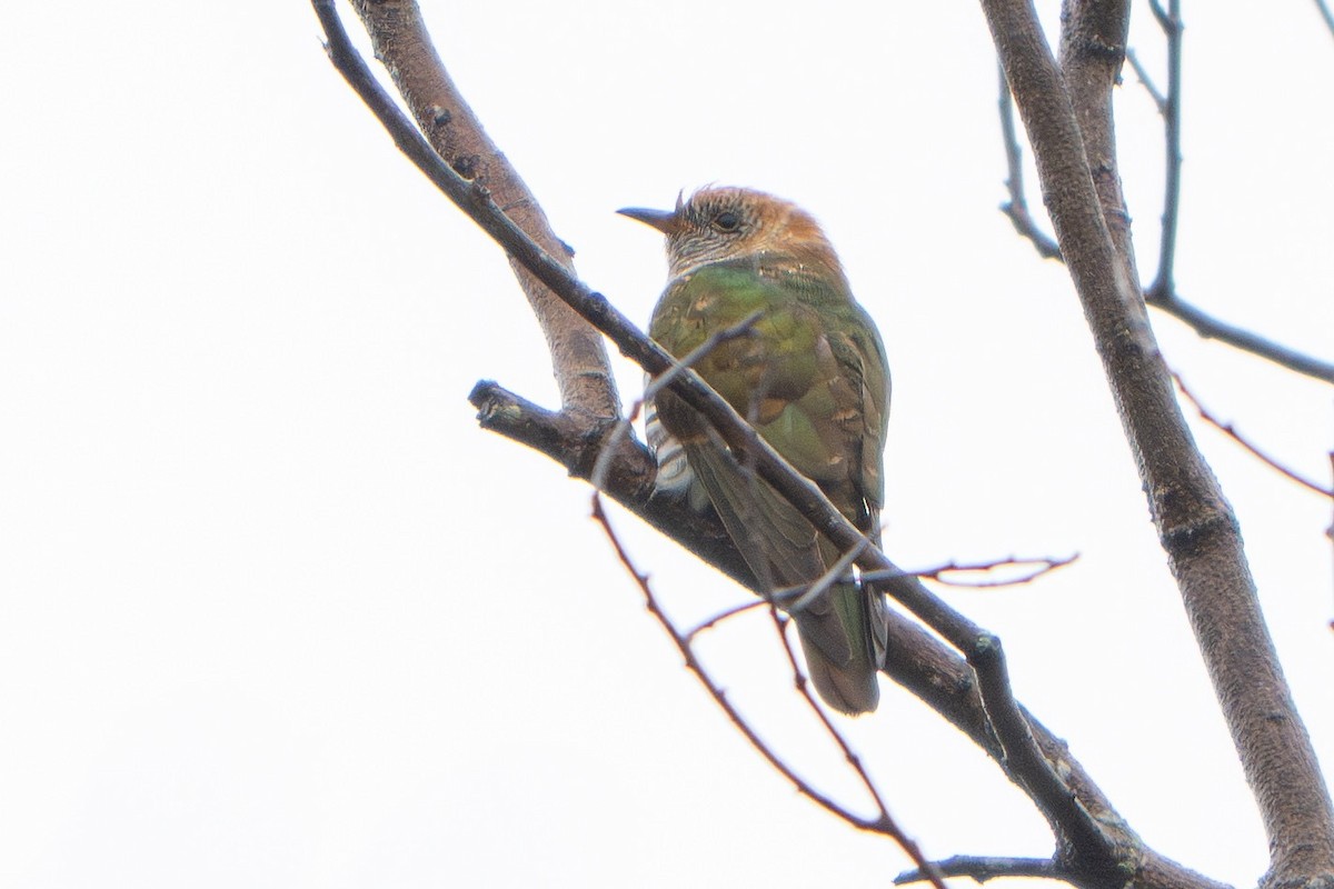 Asian Emerald Cuckoo - ML646957407
