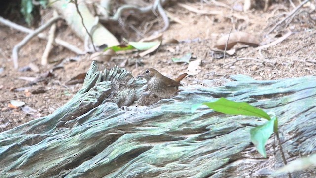 Rufous-tailed Robin - ML646957408