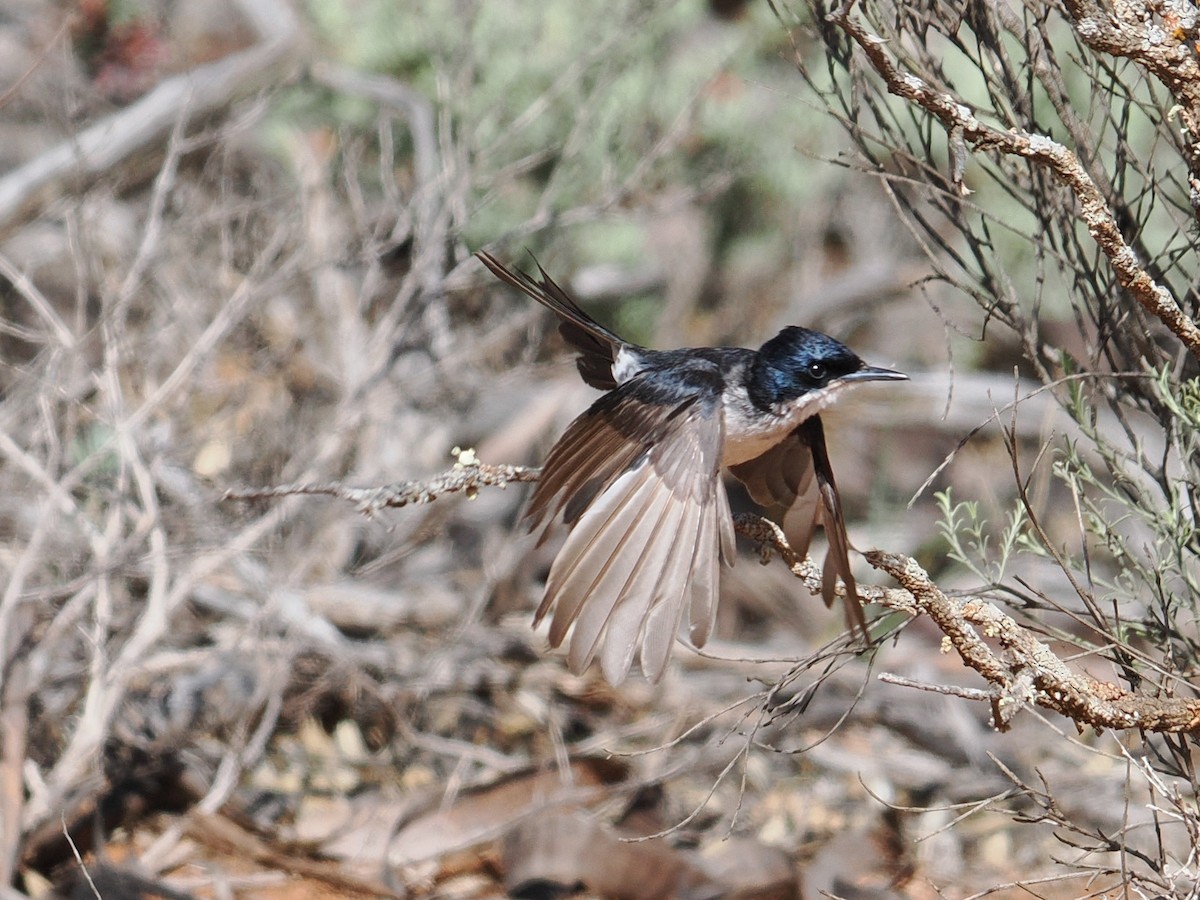 Restless Flycatcher - ML646957409