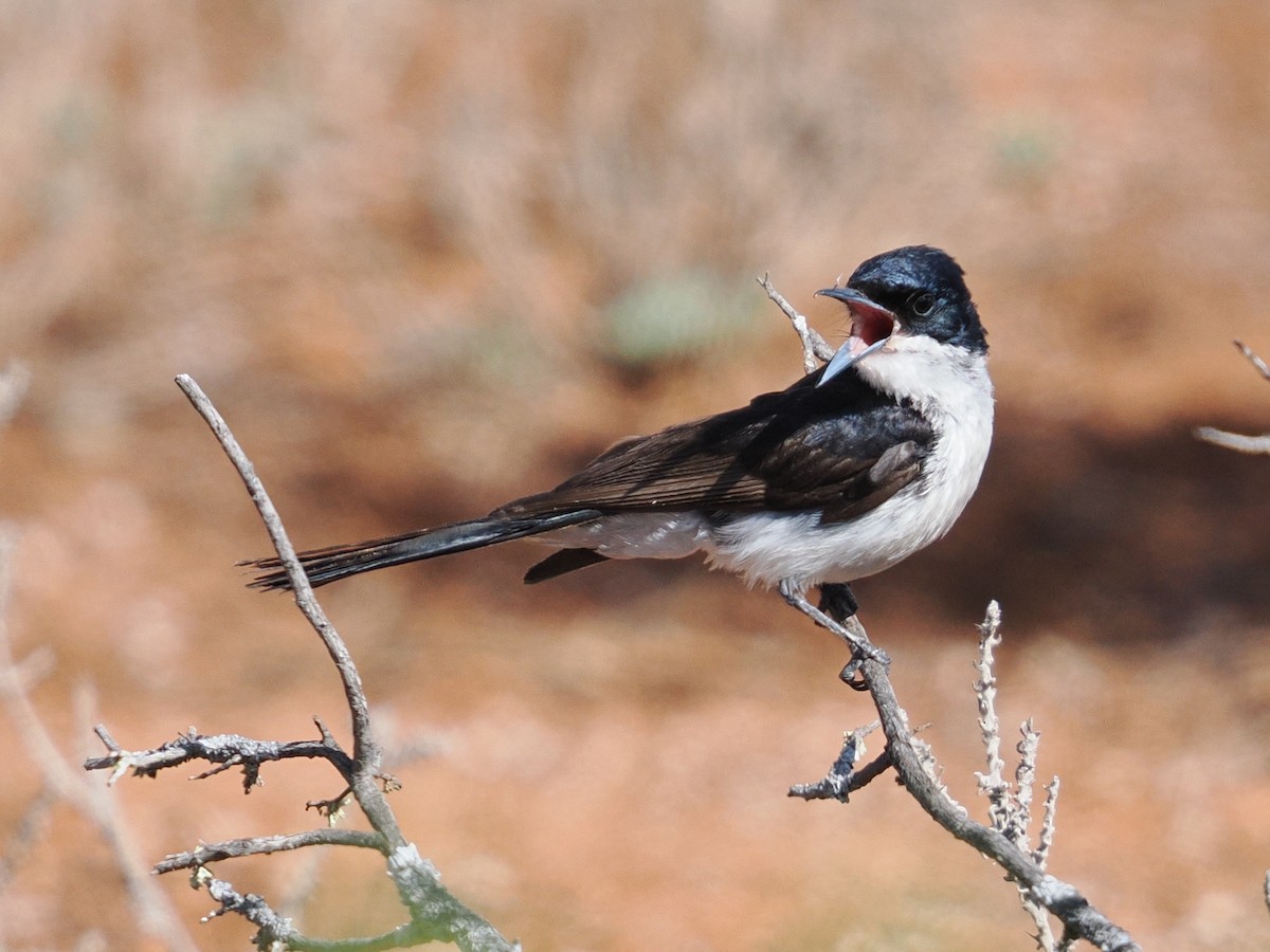 Restless Flycatcher - ML646957410
