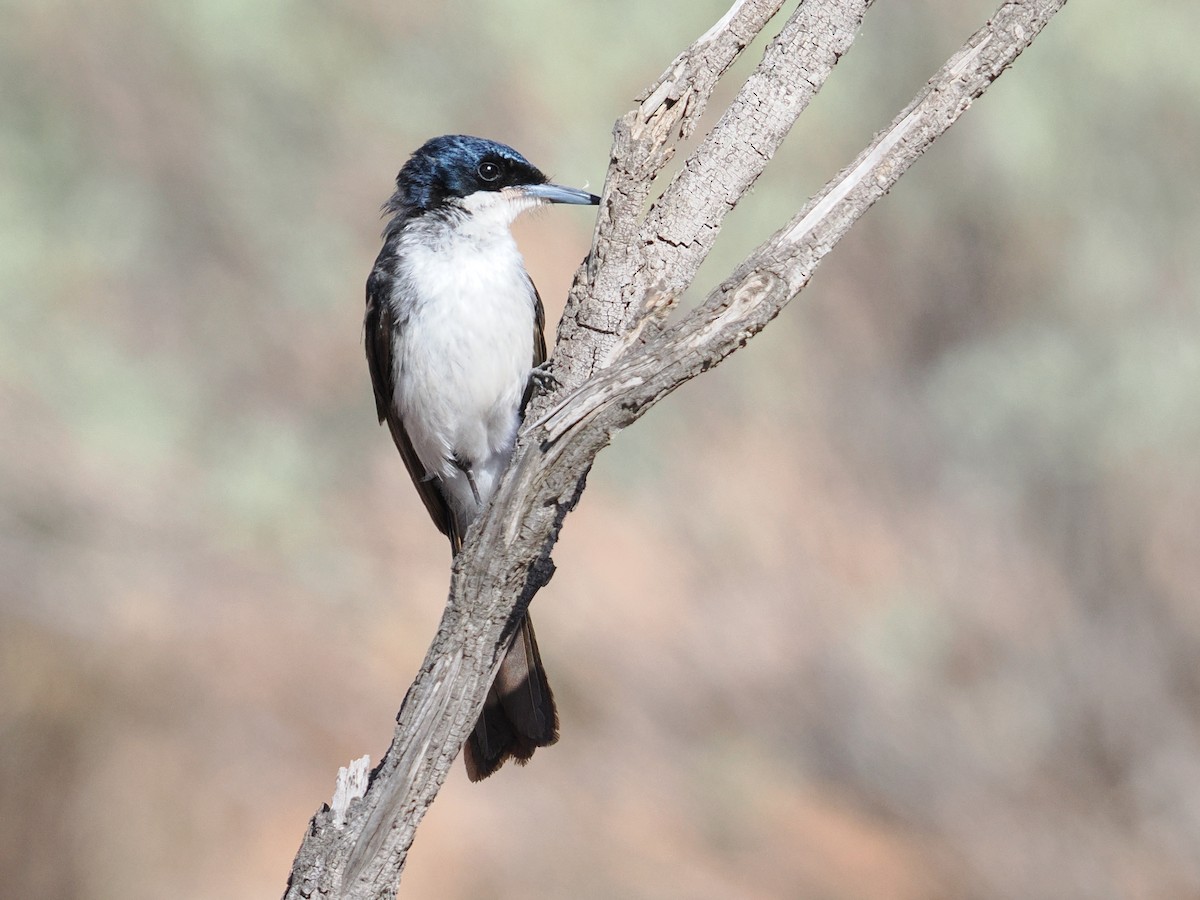 Restless Flycatcher - ML646957411