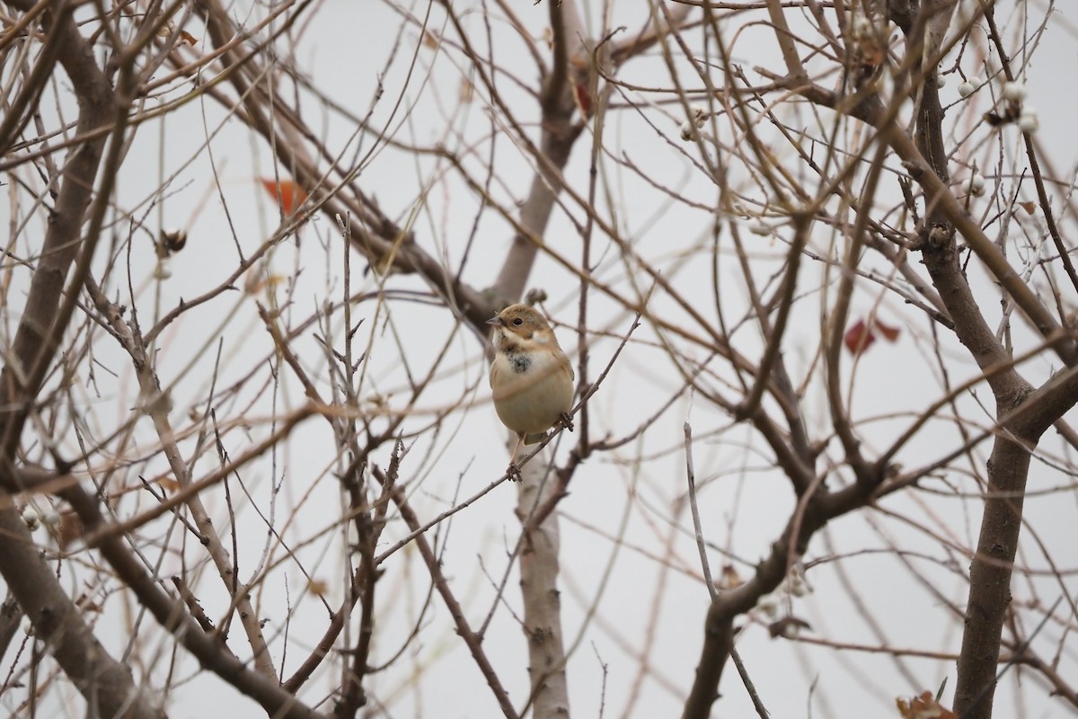 krattspurv - ML646957414