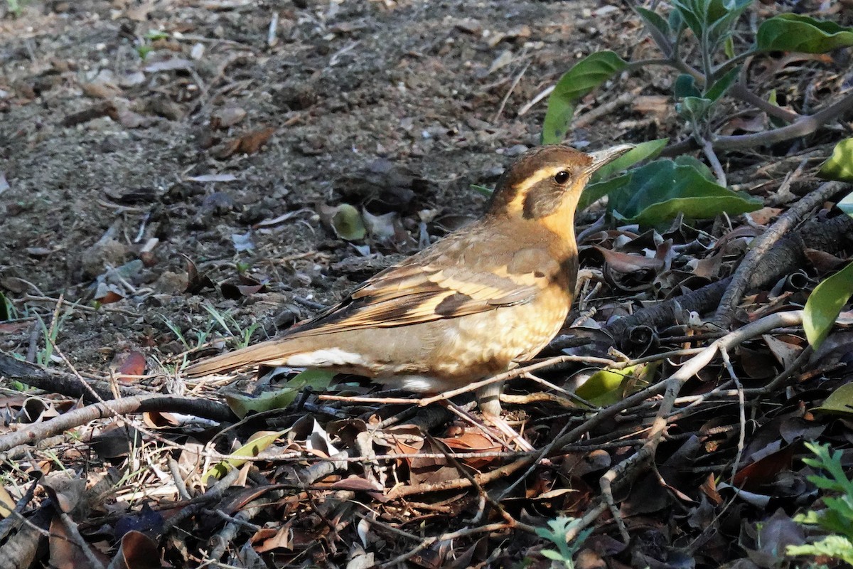 Varied Thrush - ML646957415