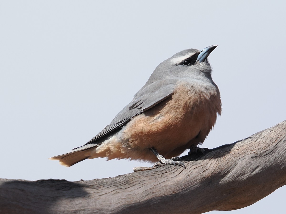 White-browed Woodswallow - ML646957417