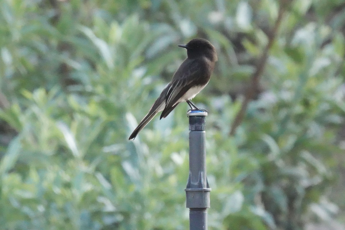 Black Phoebe - ML646957432