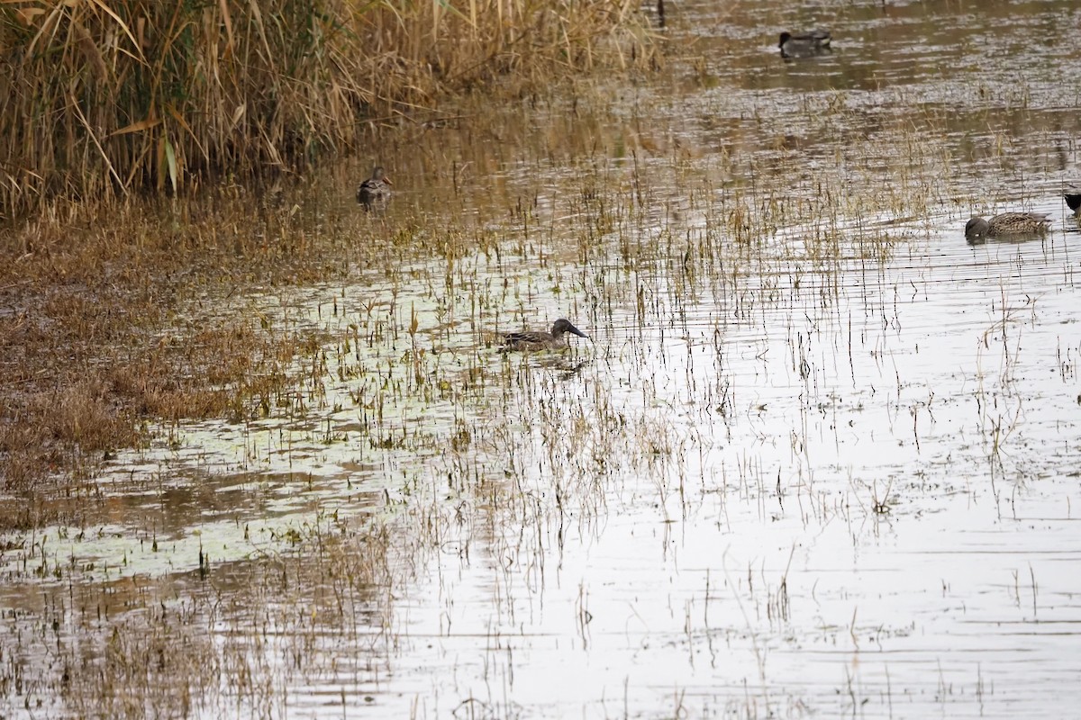 skjeand - ML646957433