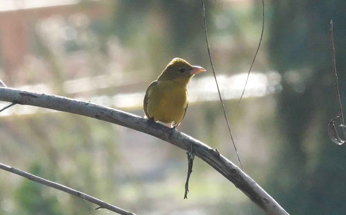 Summer Tanager - ML646957439