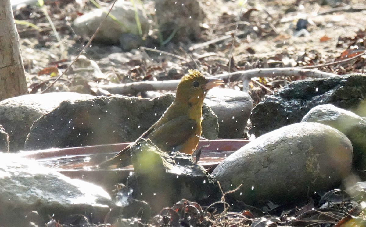 Summer Tanager - ML646957442