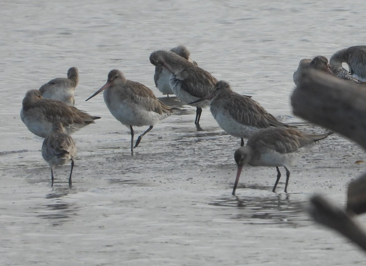 Малый веретенник - ML646957445